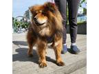 Adopt MAGGIE a Tricolor (Tan/Brown & Black & White) Chow Chow / Finnish Lapphund