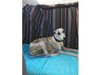 Adopt Bex a Brindle - with White Whippet / Mixed dog in Elizabeth City