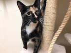 Adopt TRIXIE a Domestic Shorthair / Mixed (short coat) cat in Sandusky