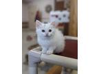 Adopt Tuffnut a Domestic Shorthair / Mixed (short coat) cat in Prairie du Chien