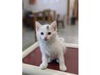 Adopt Ruffnut a Domestic Shorthair / Mixed (short coat) cat in Prairie du Chien