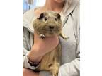 Adopt Gin a Guinea Pig small animal in Quakertown, PA (34664288)