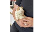 Adopt Jetsam a Guinea Pig small animal in Quakertown, PA (34664285)