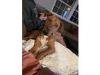 Adopt Kane a Red/Golden/Orange/Chestnut Boxer / American Staffordshire Terrier /