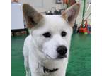Adopt Clara a White Jindo / Jindo / Mixed dog in Los Angeles, CA (34664977)