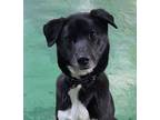 Adopt Ace a Black - with White Jindo / Jindo / Mixed dog in Los Angeles