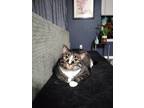 Adopt Zoey a Gray or Blue (Mostly) American Shorthair / Mixed (medium coat) cat