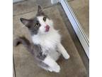 Adopt Grayson a Gray or Blue Domestic Longhair / Mixed cat in Rock Falls