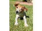 Adopt Toby a White - with Brown or Chocolate Jack Russell Terrier / Beagle /