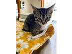 Adopt Ripley a Brown Tabby Domestic Shorthair / Mixed cat in LYNCHBURG
