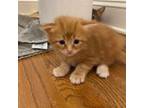 Adopt Lion (Tiger) a Orange or Red Tabby Domestic Longhair cat in Chapel Hill