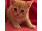 Adopt Henry (Patches) a Orange or Red Tabby Domestic Mediumhair cat in Chapel