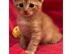 Adopt Prince Harry (Patches) a Orange or Red Tabby Domestic Mediumhair cat in
