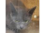 Adopt RHVA-Stray-rh1576 a Gray or Blue Domestic Shorthair / Mixed cat in