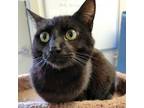 Adopt Binx a All Black Domestic Mediumhair / Mixed cat in Harrisonburg