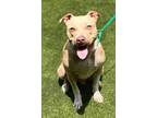 Adopt Stelly a American Staffordshire Terrier / Mixed dog in LAFAYETTE
