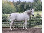 Gorgeous KentuckyRocky Mountain horse