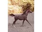 Darius Shahanshah aka Lupo 2 year old 143hh grey Arabian gelding