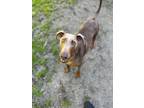 Adopt Mocha a Doberman Pinscher / Mixed dog in Burnaby, BC (34662324)