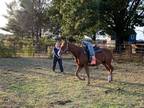 Adopt Nicholas a Appaloosa / Mixed horse in Laurel, DE (34663848)