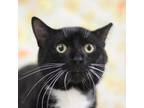 Adopt Caliente a All Black Domestic Shorthair / Mixed cat in Lyndhurst