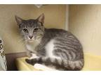 Adopt Francis a Domestic Shorthair / Mixed cat in Salisbury, MD (34663067)