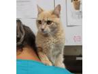 Adopt Rachel Ray a Domestic Shorthair / Mixed cat in Salisbury, MD (34663064)
