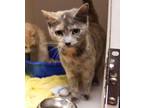 Adopt Martha Stewart a Domestic Shorthair / Mixed cat in Salisbury
