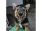 Adopt Wilhelmina a Jack Russell Terrier / Cattle Dog / Mixed dog in Warren