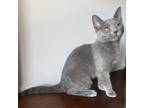 Adopt Ermine a Gray or Blue Domestic Shorthair / Mixed cat in Huntsville