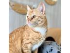 Adopt Tiger Lily a Orange or Red Domestic Shorthair / Mixed cat in Franklin