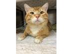 Adopt Rufus Floofus a Domestic Shorthair / Mixed cat in Santa Rosa