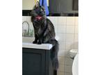 Adopt Cassius a All Black Turkish Angora / Mixed (medium coat) cat in Pasadena
