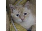 Adopt Tanner a Orange or Red (Mostly) Domestic Shorthair (short coat) cat in