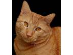 Adopt Ronron and Psi a Orange or Red (Mostly) American Wirehair / Mixed (short