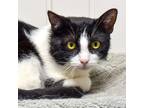 Adopt Oreo a Domestic Shorthair / Mixed cat in Des Moines, IA (34662518)