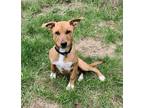 Adopt Percy a Border Terrier / Australian Cattle Dog / Mixed dog in Williams