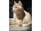 Adopt Nala a Cream or Ivory American Shorthair / Mixed (short coat) cat in Scott