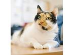 Adopt Gigi a Domestic Shorthair / Mixed cat in Santa Rosa, CA (34662377)