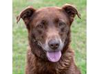 Adopt Brownie a Brown/Chocolate Labrador Retriever / Mixed dog in Guntersville