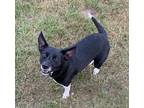 Adopt Moon Boots a Black - with White Rat Terrier / Jack Russell Terrier / Mixed