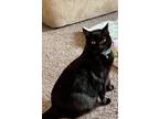 Adopt Binx a All Black Domestic Shorthair / Mixed (short coat) cat in