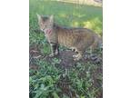 Adopt Miss Kitty a Ocicat / Mixed (short coat) cat in Scottsboro, AL (34661906)