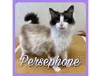 Persephone, Domestic Longhair For Adoption In Cartersville, Georgia