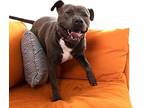 Wishbone, American Staffordshire Terrier For Adoption In Los Angeles, California