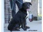 Adopt Little Ricky a Black Labrador Retriever