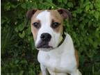 Adopt JEFFERSON a Boxer, Mixed Breed