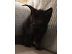 Adopt 2 blk kittens a Bombay, Maine Coon