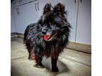 Adopt CHEWY a Pomeranian, Mixed Breed