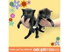 Adopt Teenie and Tiny a Domestic Short Hair